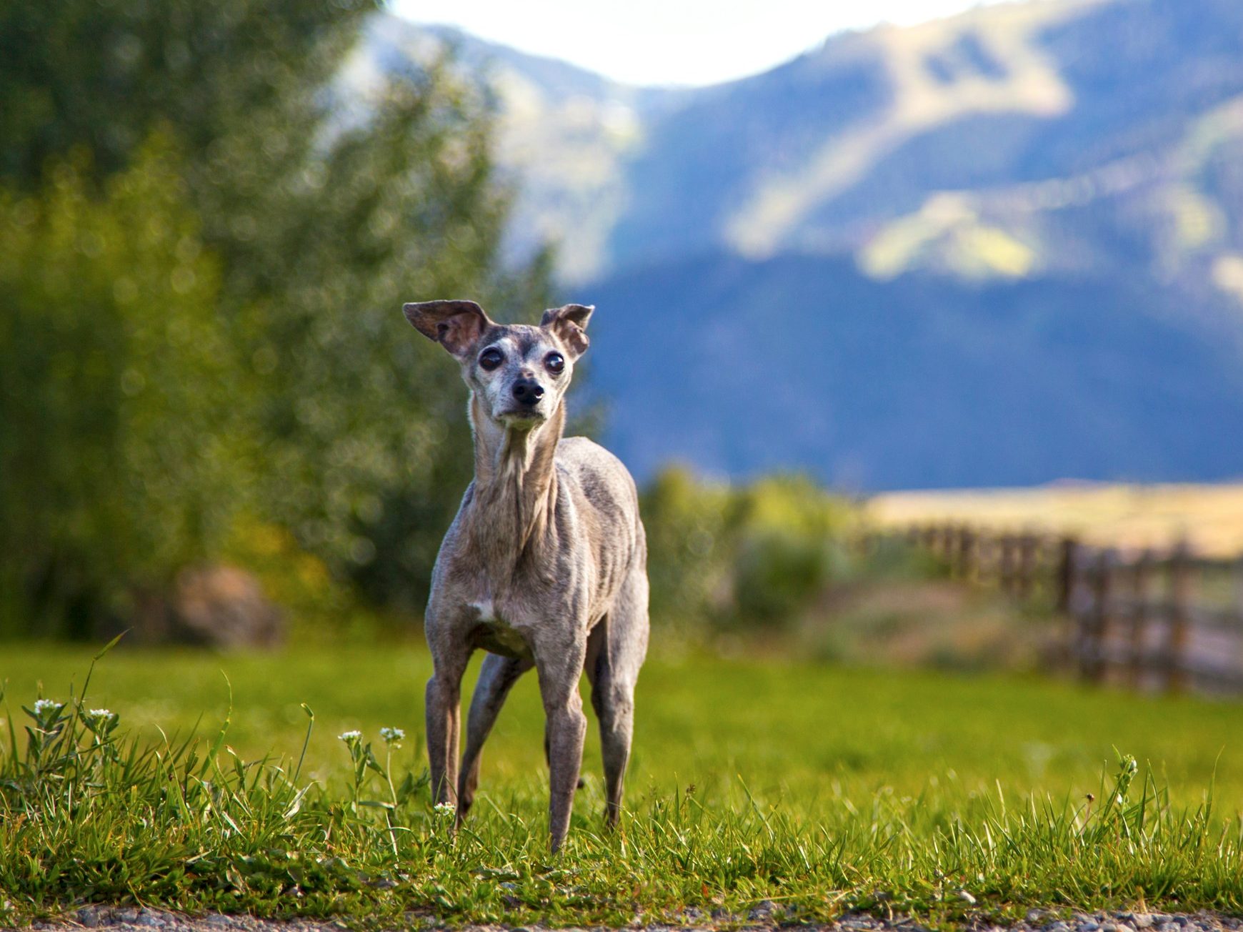 Italian Greyhounds