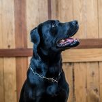 black golden retriever