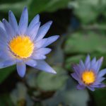 what is blue lotus