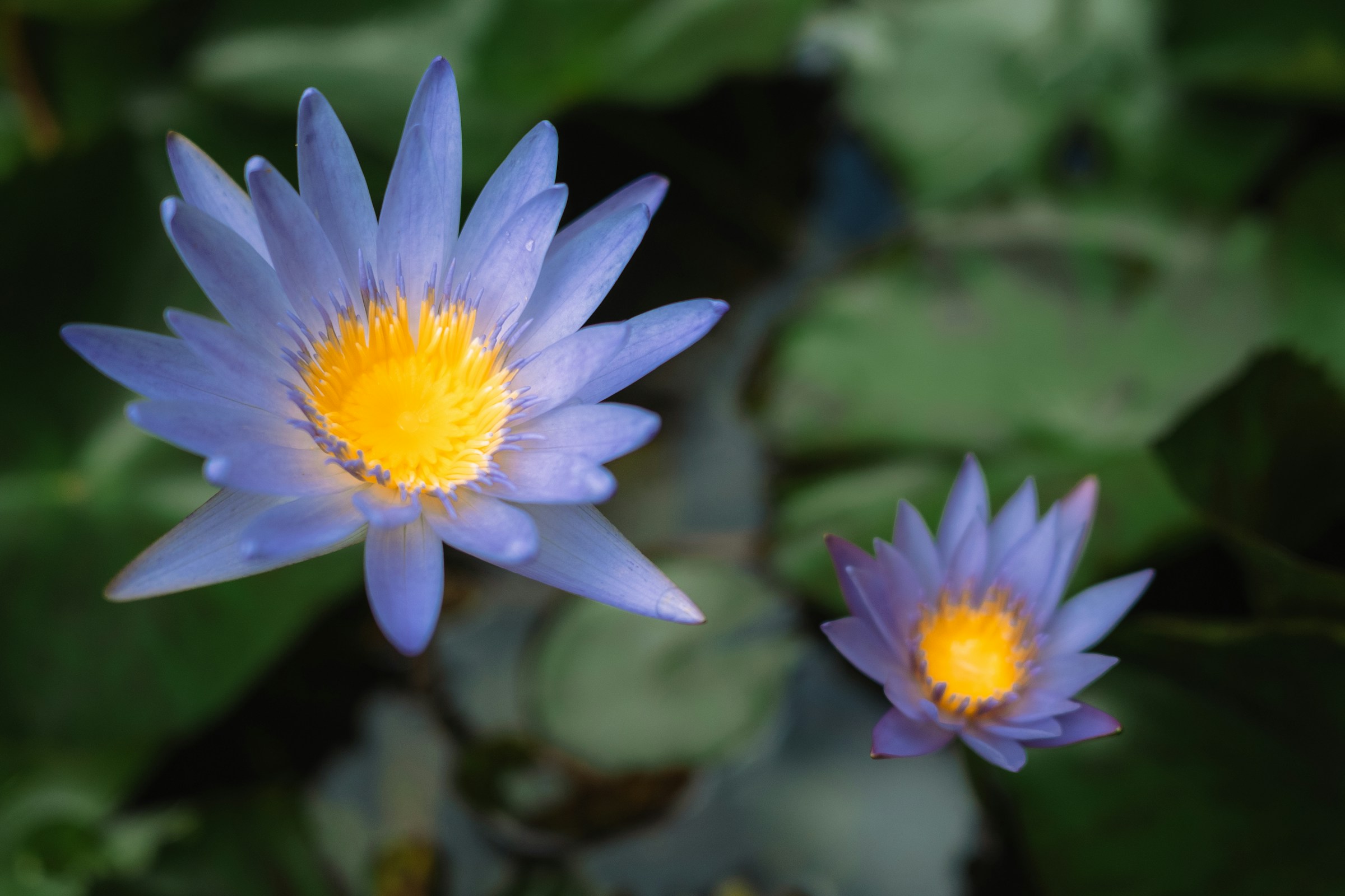 what is blue lotus