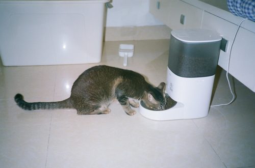 Best Smart Pet Feeders 2026: Reviews & Comparisons 4 Best Smart Pet Feeders
