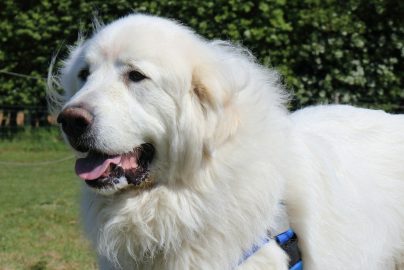 What Dog Looks Like a Great Pyrenees