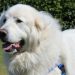 What Dog Looks Like a Great Pyrenees? Exploring Similar Majestic Breeds 4 What Dog Looks Like a Great Pyrenees