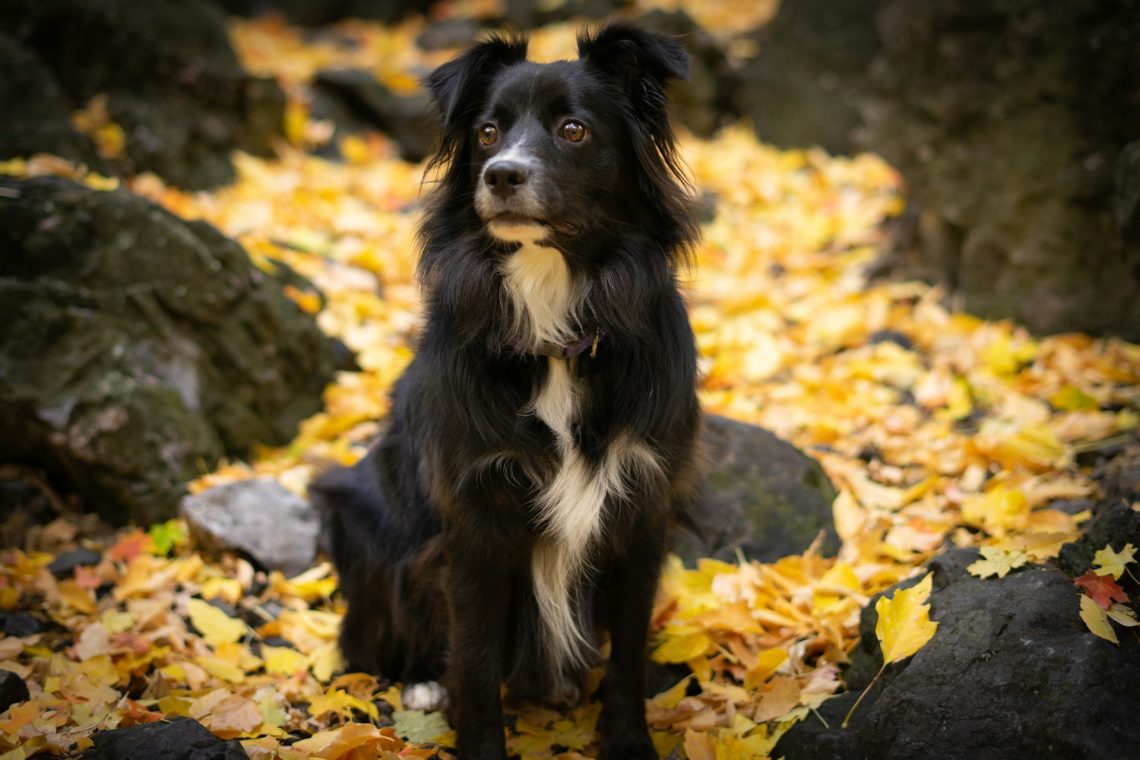 Discover The Black Australian Shepherd Dog: Traits and Care Tips 1 Black Australian Shepherd