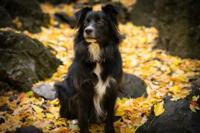 Black Australian Shepherd