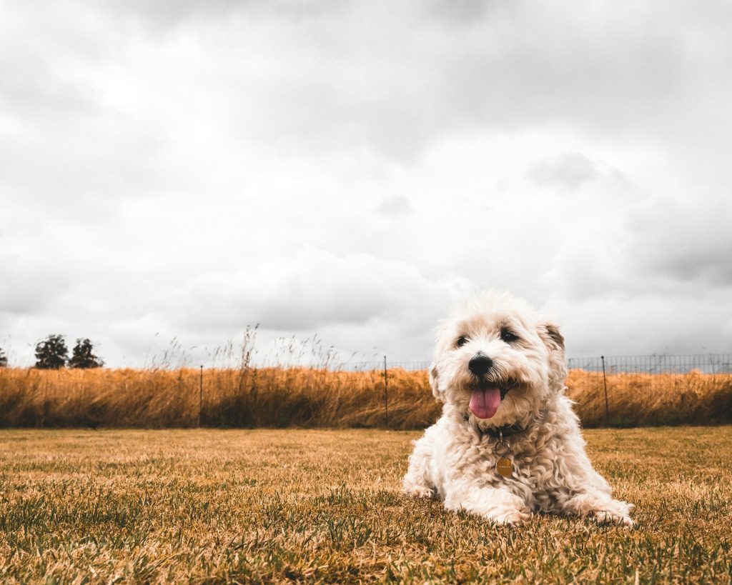 Poodle Toy Dog: Complete Breed Guide, Care & Training Tips (2026) 3 Discover why do dogs blep