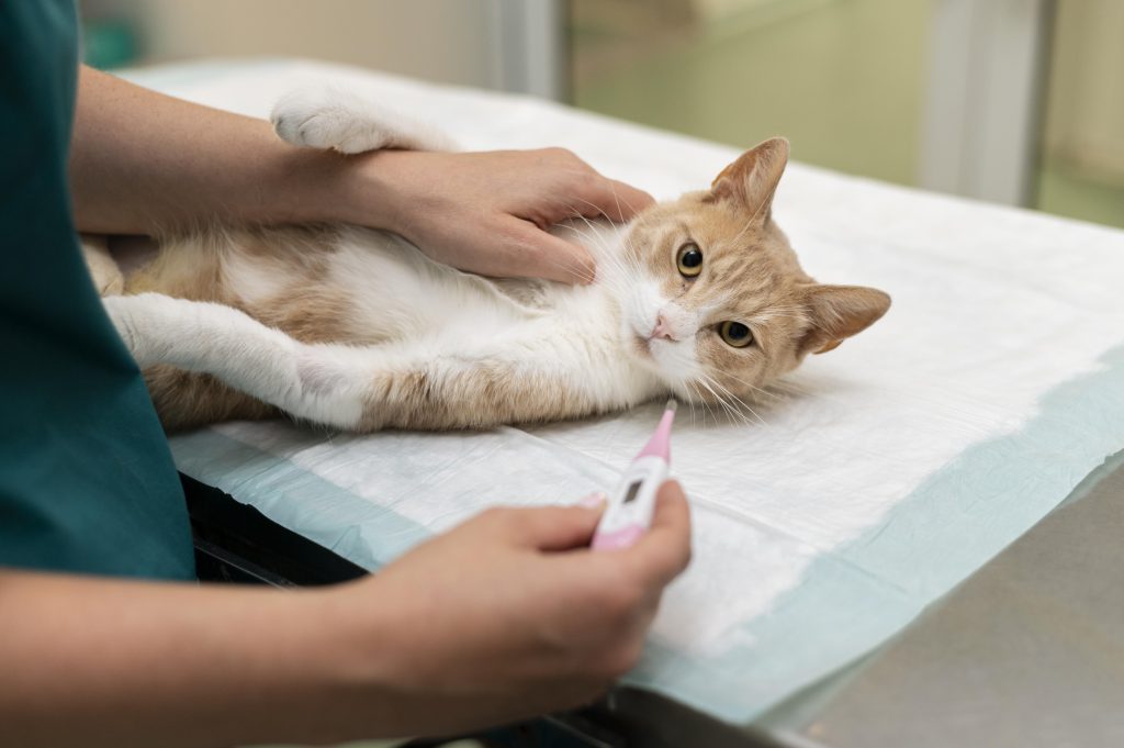 Can Cats Have Autism? What Science Actually Says 4 Flea Treatment for Cats