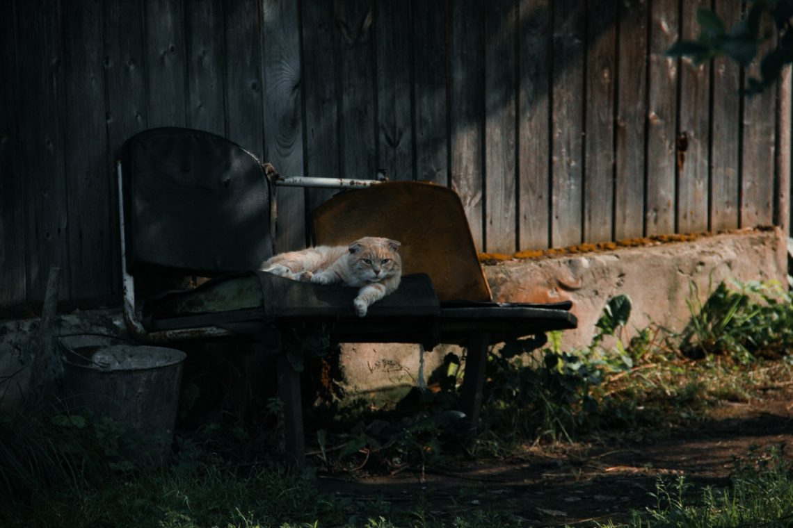 Guard Cats