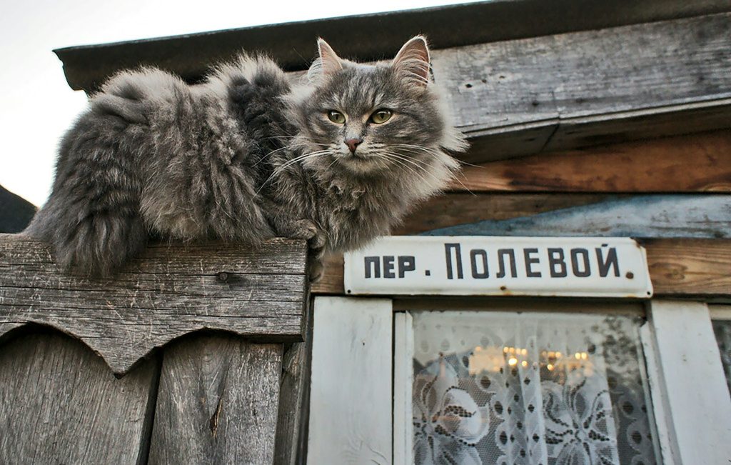 cat names for girls
