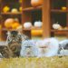 large eared cat breeds