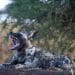 African wild dog