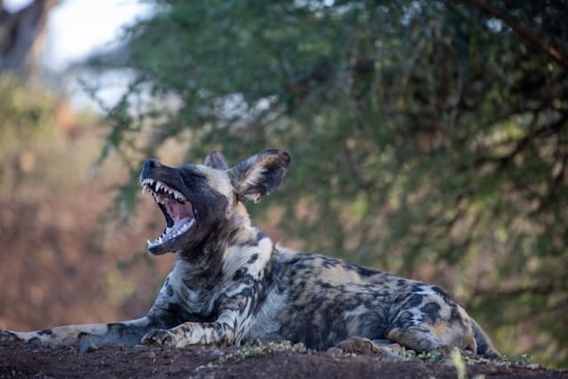 African wild dog