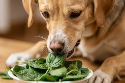 can dogs eat spinach