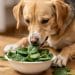 can dogs eat spinach
