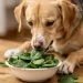 Can Dogs Eat Spinach? Safe or Toxic? Complete Guide 2026 5 can dogs eat spinach