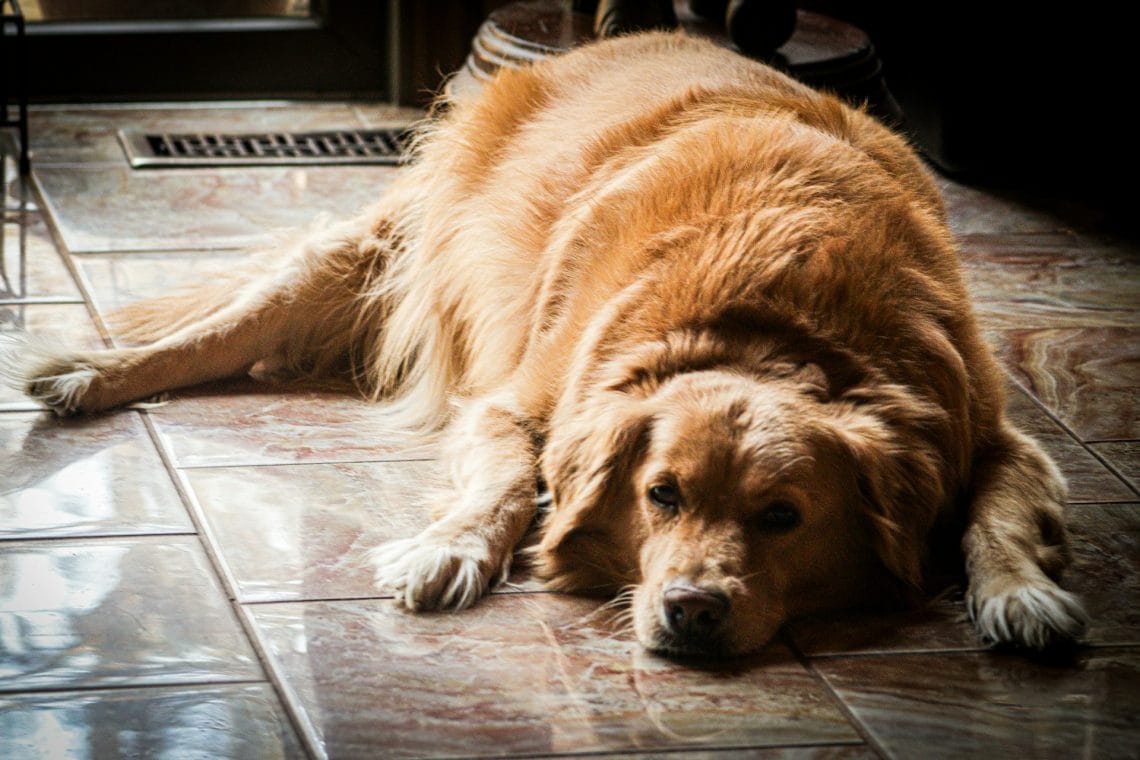 lazy dog breed