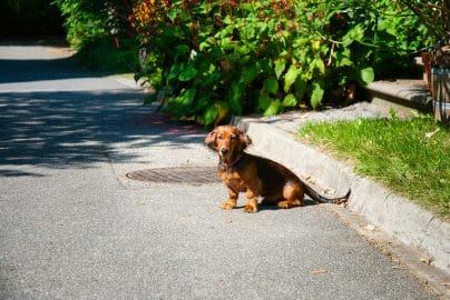 long haired dachshund playing on road