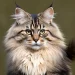 maine coon colors
