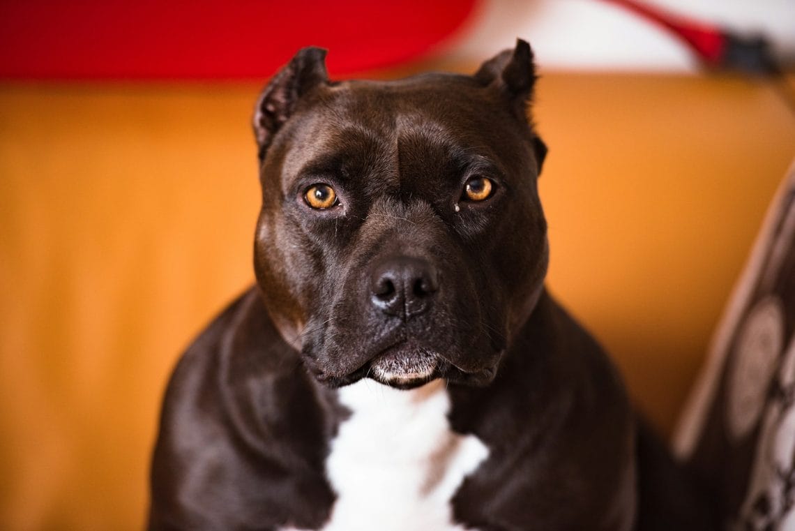 types of pitbull breeds