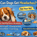 Can Dogs Get Headaches? Signs & What to Do 7 Can Dogs Get Headaches