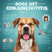Can Dogs Get Conjunctivitis? Signs, Causes & Treatment 5 Can Dogs Get Conjunctivitis