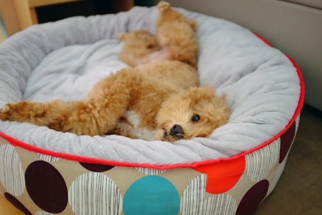 Cockapoo 101: The Honest Guide to This Adorable Hybrid Dog 4 poodle toy dog