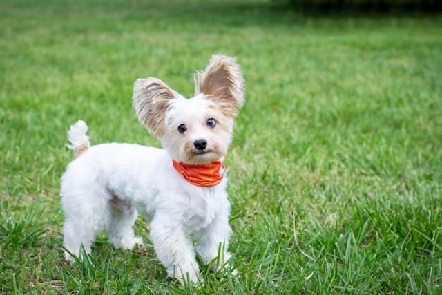 Best Small Dog Breed for Families