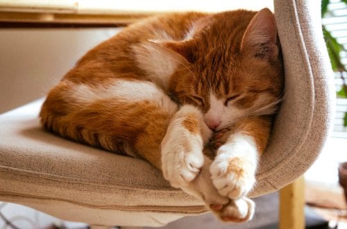 Can Cats Get Asthma? 8 Signs, Causes & Treatment Guide 8 Can Cats Get Asthma? Signs, Causes & Treatment Guide