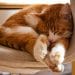 Can Cats Get Asthma? 8 Signs, Causes & Treatment Guide 6 Can Cats Get Asthma? Signs, Causes & Treatment Guide