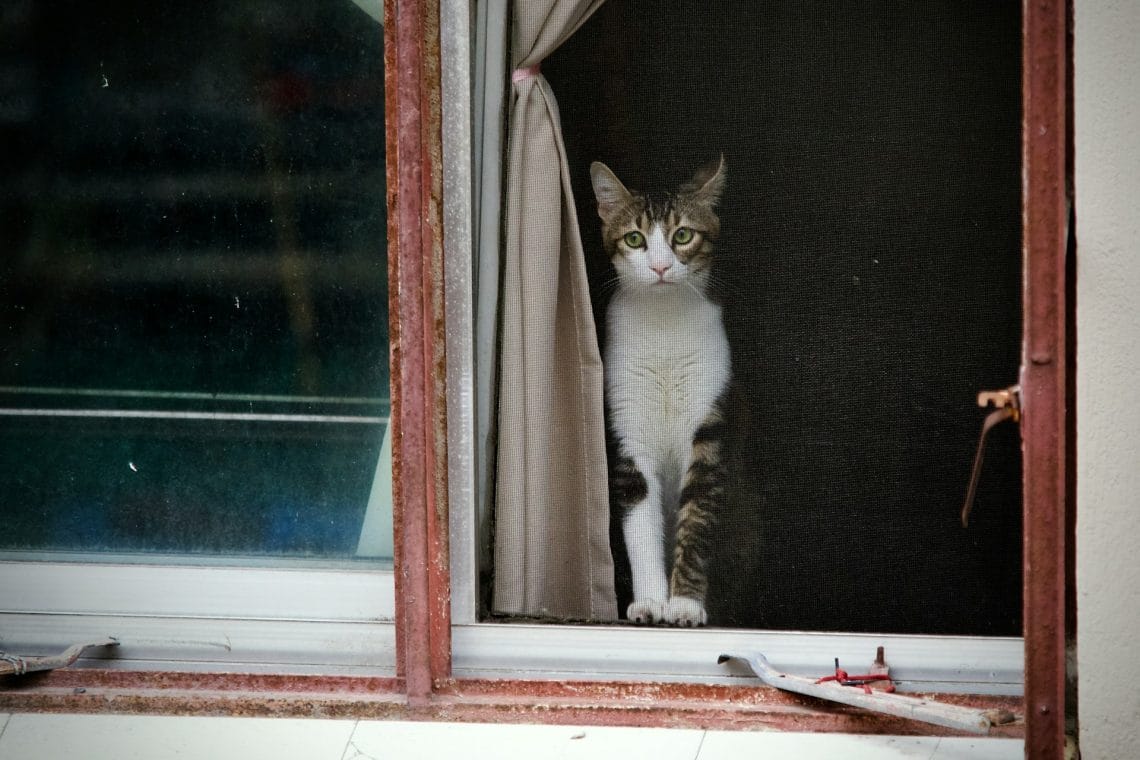 Can Cats Get Anxiety? Signs, Causes & How to Help