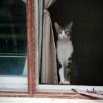 Can Cats Get Anxiety? Signs, Causes & How to Help