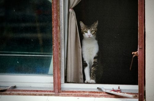 Can Cats Get Anxiety? 13 Signs, Causes & How to Help 10 Can Cats Get Anxiety? Signs, Causes & How to Help