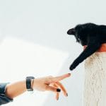 Can Cats Get Cancer? Types, Signs & What Owners Should Know