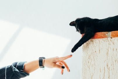 Can Cats Get Cancer? Types, Signs & What Owners Should Know