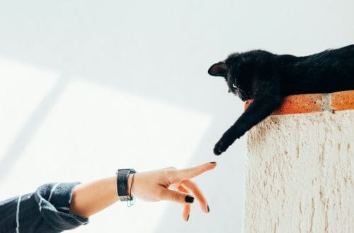 Can Cats Get Cancer? Types, Signs & What Owners Should Know