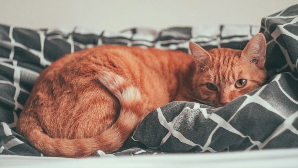 Do Cats Know When You Are Sick? What Research Says