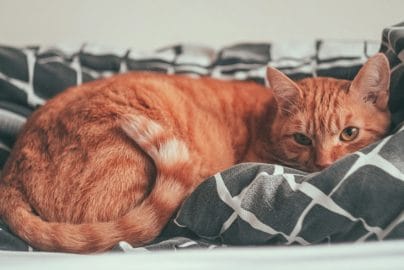 Do Cats Know When You Are Sick? What Research Says