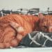 Do Cats Know When You Are Sick 2? What Research Says 6 Do Cats Know When You Are Sick? What Research Says