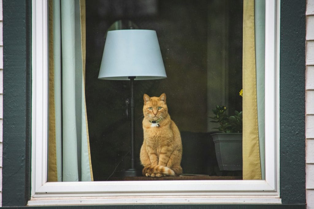 Indoor Cat vs Outdoor Cat: Which Is Safer for Your Cat?