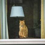 Indoor Cat vs Outdoor Cat: Which Is Safer for Your Cat?
