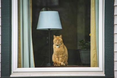 Indoor Cat vs Outdoor Cat: Which Is Safer for Your Cat?