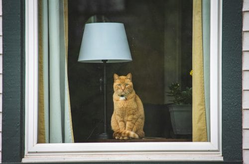 Indoor Cat vs Outdoor Cat: Which Is Safer for Your Cat?