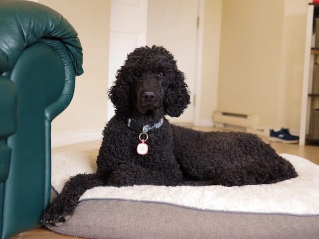 Poodle Toy Dog