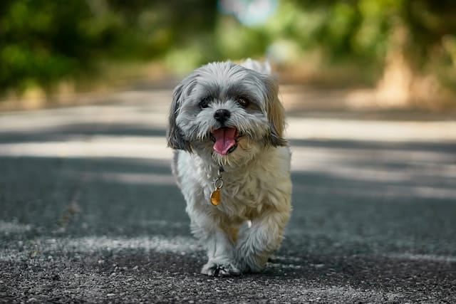 Small Dog Breeds: The Complete A–Z List & Guide to Finding Your Perfect Companion 10 Small Dog Breeds