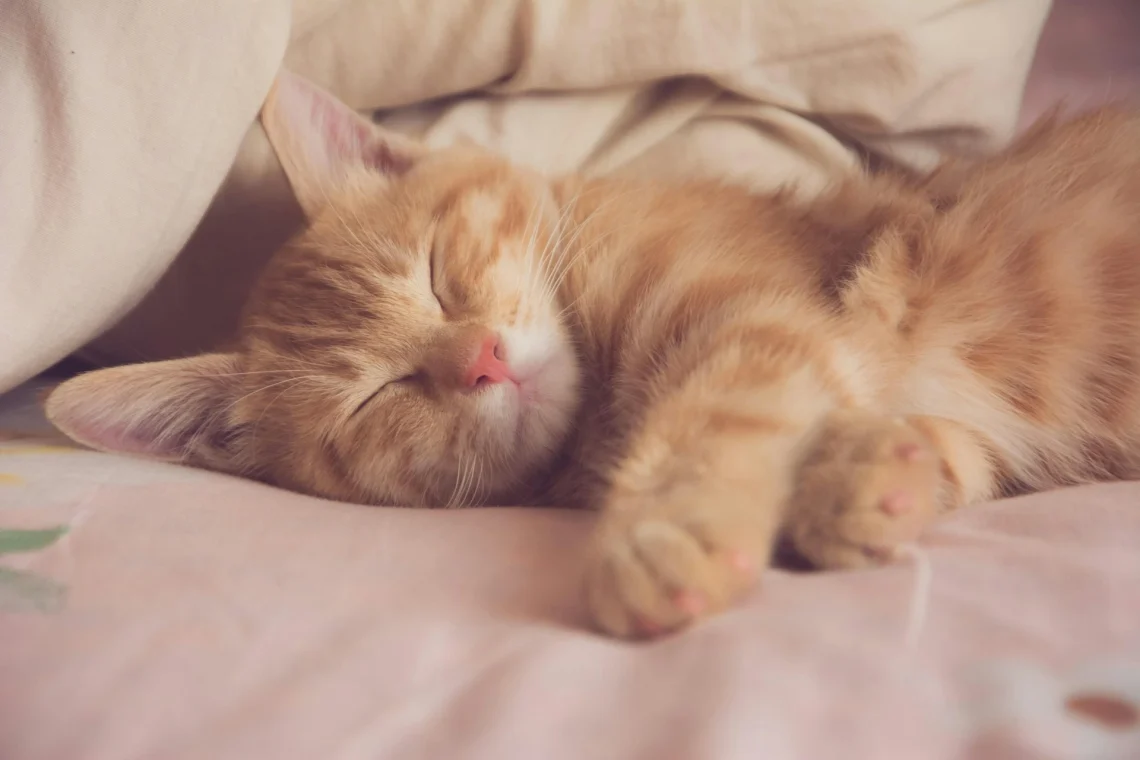 Do Cats Get Nightmares? What Happens 2 Cats When Sleep 1 Do Cats Get Nightmares? What Happens When Cats Sleep