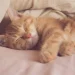 Do Cats Get Nightmares? What Happens When Cats Sleep