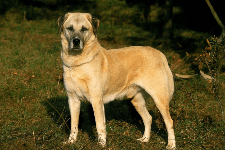 Anatolian Shepherd Dog: 6 Honest Pros and Cons You Should Know Before Owning 4 Anatolian Shepherd Dog