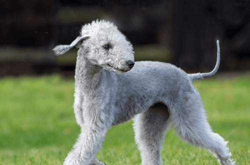 Bedlington Terrier: Breed Guide & Complete Owner's Overview 2026 5 Bedlington Terrier