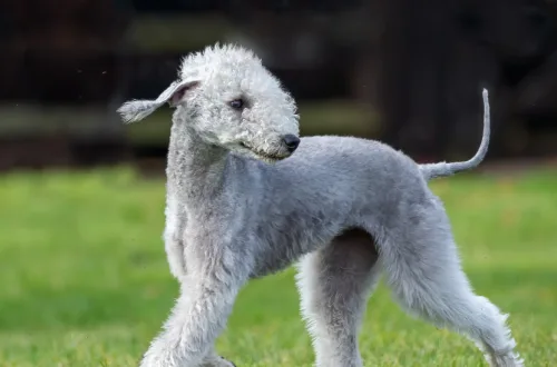 Bedlington Terrier: Breed Guide & Complete Owner's Overview 2026 7 Bedlington Terrier