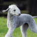 Bedlington Terrier